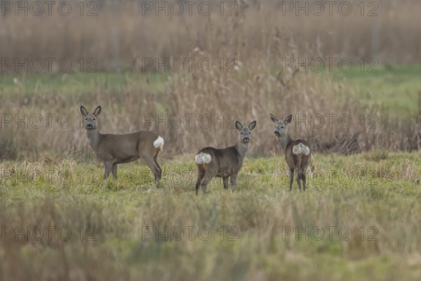 Roe deer (Capreolus capreolus) adult female doe animal and two juvenile fawns in Fenland in winter, England, United Kingdom