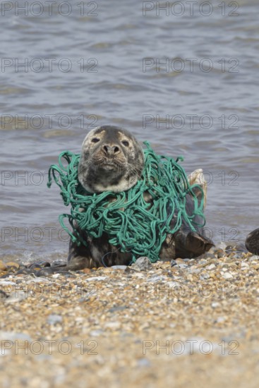 Grey seal (Halichoerus grypus) adult animal with netting wrapped around its body resting on a beach, England, United Kingdom