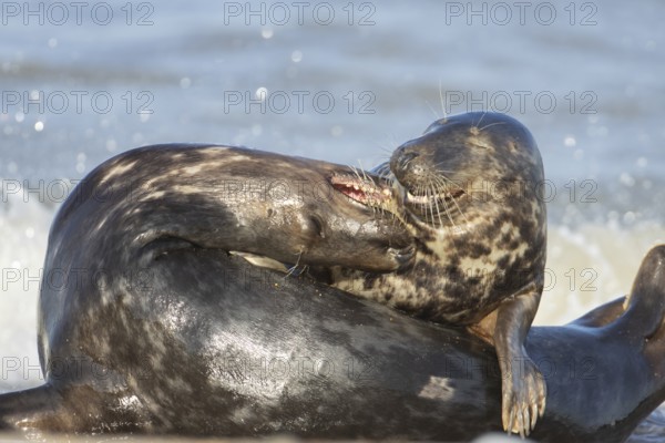 Grey seal (Halichoerus grypus) two adult animals during their courtship love display on a beach, England, United Kingdom
