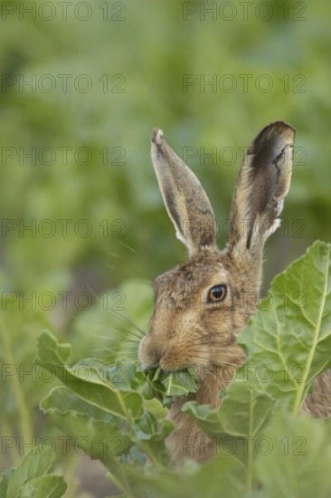 European brown hare (Lepus europaeus) adult animal eating a leaf in a farmland sugar beet crop, England, United Kingdom
