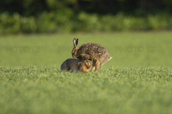 European brown hare (Lepus europaeus) two adult animals boxing or fighting in a farmland field in spring, England, United Kingdom