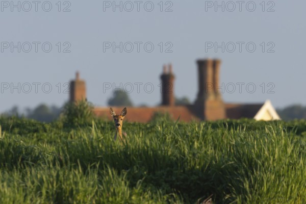 Roe deer (Capreolus capreolus) adult female doe animal in a farmland field with a house in the background in summer, England, United Kingdom