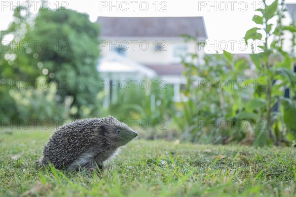 European hedgehog (Erinaceus europaeus) adult animal on a garden grass lawn with an urban house in the background, England, United Kingdom