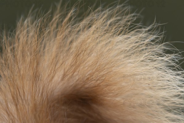 Red squirrel (Sciurus vulgaris) adult animal close up of its tail, England, United Kingdom