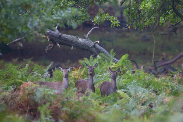 Red deer (Cervus elaphus) three adult animal females in woodland in the autumn, England, United Kingdom