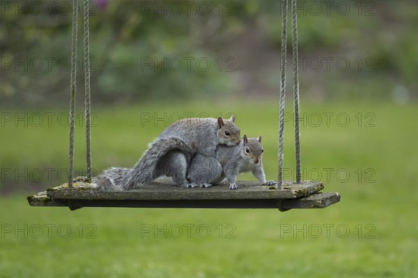 Grey squirrel (Sciurus carolinensis) two adult animals mating on a garden swing, England, United Kingdom