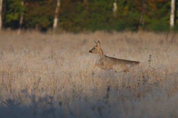 Roe deer (Capreolus capreolus) adult animal female doe running in frosted grassland, England, United Kingdom