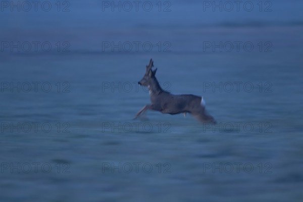 Roe deer (Capreolus capreolus) adult male buck running on frosted grassland, motion blur image, England, United Kingdom
