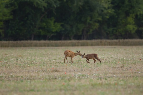 Roe deer (Capreolus capreolus) adult female doe and juvenile baby fawn in a farmland stubble field in summer, England, United Kingdom