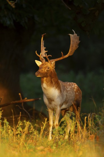 Fallow deer (Dama dama) adult male buck on the edge of a woodland, England, United Kingdom