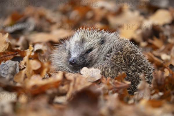 European hedgehog (Erinaceus europaeus) adult animal resting amongst fallen autumn leaves, England, United Kingdom