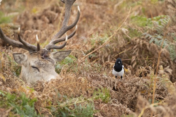 Red deer (Cervus elaphus) adult animal female sleeping amongst bracken with a Magpie (Pica pica) bird close by in the autumn, England, United Kingdom