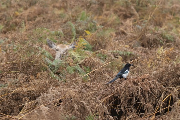 Red deer (Cervus elaphus) adult animal female amongst bracken with a Magpie (Pica pica) bird close by in the autumn, England, United Kingdom