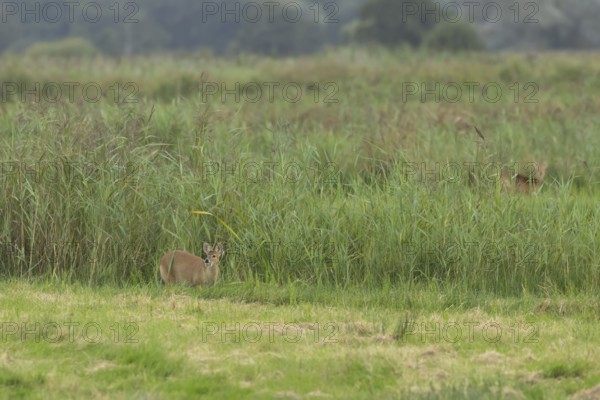 Chinese water deer (Hydropotes inermis) adult animal emerging from a reedbed, England, United Kingdom