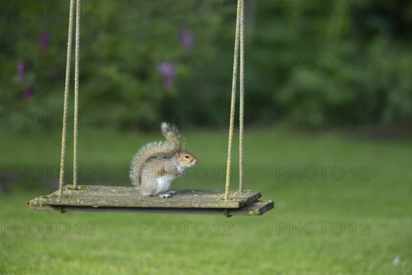 Grey squirrel (Sciurus carolinensis) adult animal on a garden swing, England, United Kingdom
