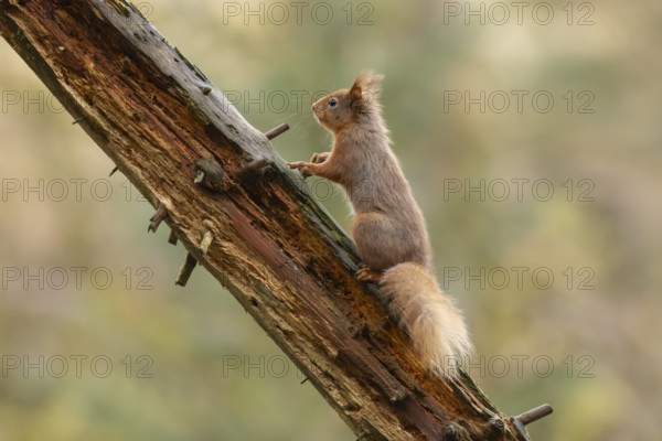 Red squirrel (Sciurus vulgaris) adult animal on a tree branch, England, United Kingdom
