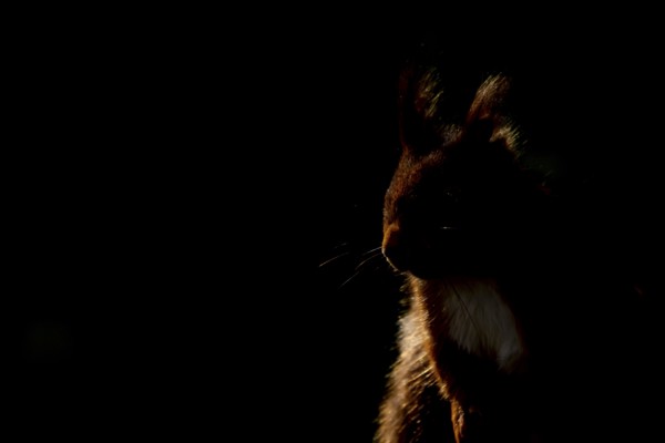 Red squirrel (Sciurus vulgaris) adult animal portrait rim lit from backlighting, England, United Kingdom