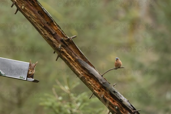Red squirrel (Sciurus vulgaris) adult animal looking out from a woodland feeder with a male Chaffinch bird looking on, England, United Kingdom