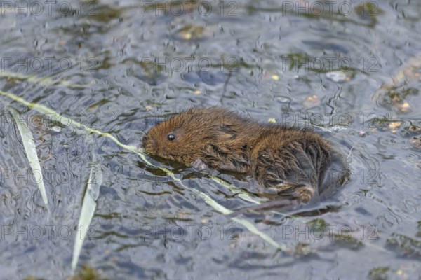 Water vole (Arvicola amphibius) adult animal collecting a reed leaf in a pond, England, United Kingdom