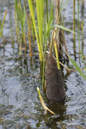Water vole (Arvicola amphibius) adult animal collecting a reed leaf in a pond, England, United Kingdom