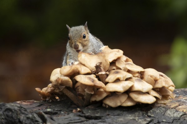 Grey squirrel (Sciurus carolinensis) adult animal feeding on fungi on a fallen tree branch in the autumn, England, United Kingdom