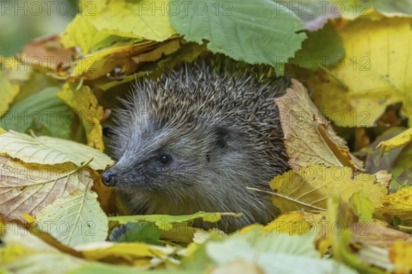 European hedgehog (Erinaceus europaeus) adult animal amongst fallen autumn leaves, England, United Kingdom