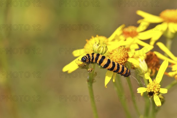 St. Jacob's weed bear or blood bear (Tyria jacobaeae), butterfly caterpillar, moth, family Arctiidae, caterpillar, feeds on St. Jacob's weed (Senecio jacobaea), Cochem, Moselle, Rhineland-Palatinate, Germany