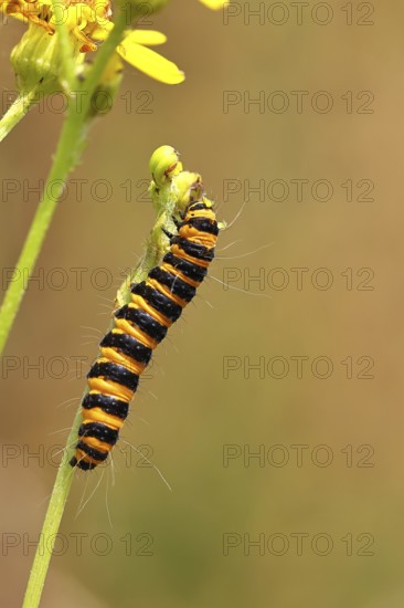 St. Jacob's weed bear or blood bear (Tyria jacobaeae), butterfly caterpillar, moth, family Arctiidae, caterpillar, feeds on St. Jacob's weed (Senecio jacobaea), Cochem, Moselle, Rhineland-Palatinate, Germany