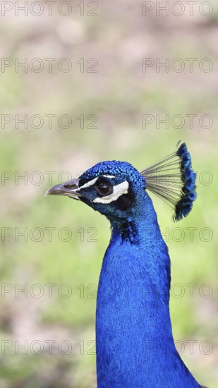 Indian peafowl (Pavo scalloped ribbonfish), portrait, captive, North Rhine-Westphalia, Germany