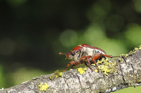 May beetle, wood cockchafer (Melolontha hippocastani), female, on a branch covered with lichen, close-up, Wilnsdorf, North Rhine-Westphalia, Germany