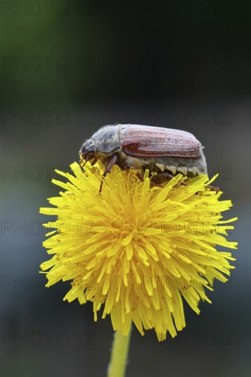 Cockchafer, field cockchafer (Melolontha melolontha), female on a dandelion (Taraxacum) flower, Wilnsdorf, North Rhine-Westphalia, Germany