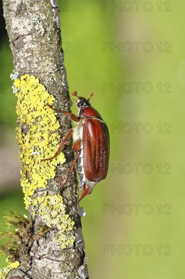 May beetle, wood cockchafer (Melolontha hippocastani), female, on a branch covered with lichen, close-up, Wilnsdorf, North Rhine-Westphalia, Germany