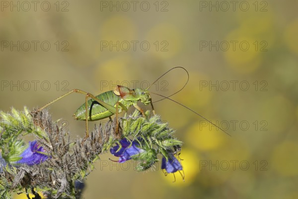 Steppe saddle grasshopper, steppe saddle grasshopper (Ephippiger ephippiger), male, on Viper's bugloss (Echium vulgare), with bokeh in the background, leafhoppers, long-fingered grasshoppers, Red List of Germany, specially protected species, critically endangered, Cochem, Moselle, Rhineland-Palatinate, Germany