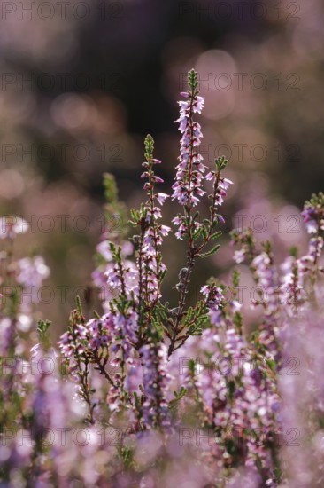 Close-up of flowering heather against the light in the LÃ¼neburg Heath, Lower Saxony, Germany