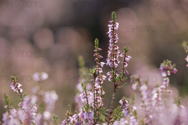 Close-up of flowering heather against the light in the LÃ¼neburg Heath, Lower Saxony, Germany