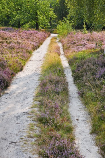 Idyllic country lane in the middle of the blooming LÃ¼neburg Heath, Lower Saxony, Germany