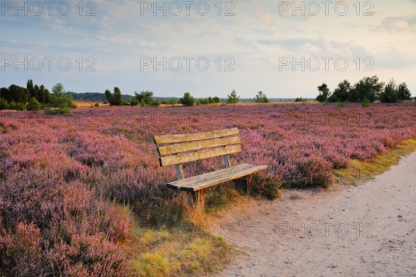 Idyllic wooden bench in the middle of the blooming LÃ¼neburg Heath, Lower Saxony, Germany