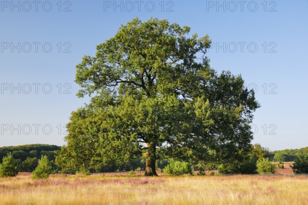 Large oak tree in the evening light in the blooming LÃ¼neburg Heath, Lower Saxony, Germany