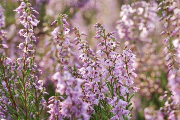 Close-up of flowering heather in the LÃ¼neburg Heath, Lower Saxony, Germany