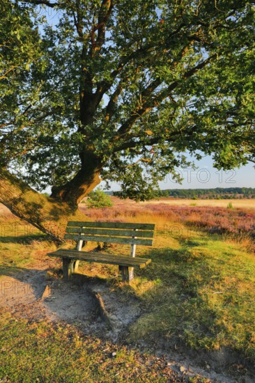 Bench in the evening light under a large oak tree and on the edge of the blooming LÃ¼neburg Heath, Lower Saxony, Germany