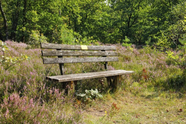 Bench in the LÃ¼neburg Heath, Lower Saxony, Germany
