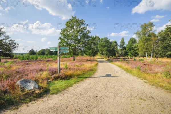 Country lane in the middle of the blooming LÃ¼neburg Heath, Lower Saxony, Germany