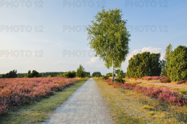 Tree-lined country lane in the middle of the blooming SÃ¼dheide, Lower Saxony, Germany