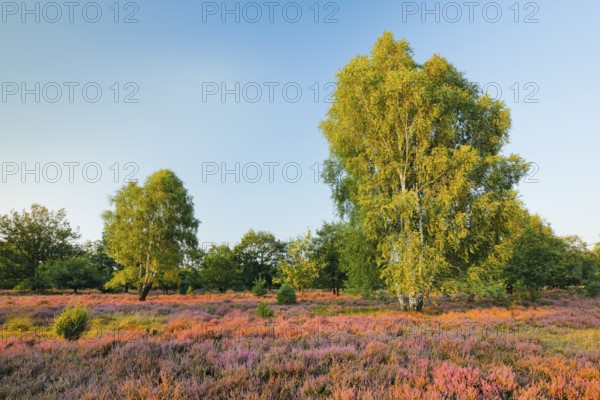 Birch trees in the blooming LÃ¼neburg Heath, Lower Saxony, Germany
