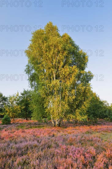 Large birch tree in the blooming LÃ¼neburg Heath, Lower Saxony, Germany
