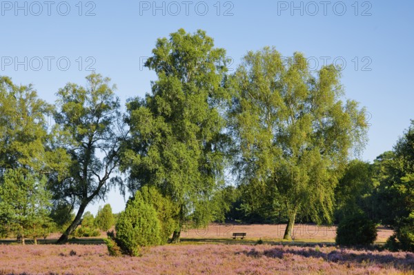 Bench under large birch trees in the blooming LÃ¼neburg Heath, Lower Saxony, Germany
