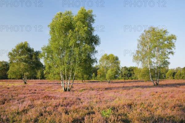 Birch trees in the blooming LÃ¼neburg Heath, Osterheide near Schneverdingen, Lower Saxony, Germany