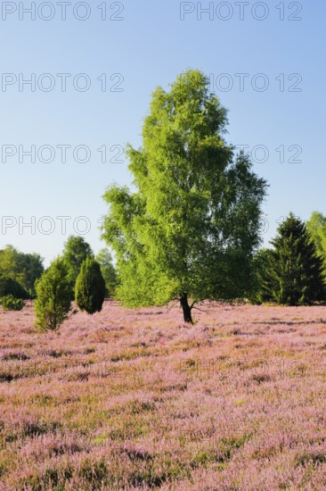 Birches and junipers in the blooming LÃ¼neburg Heath, Lower Saxony, Germany
