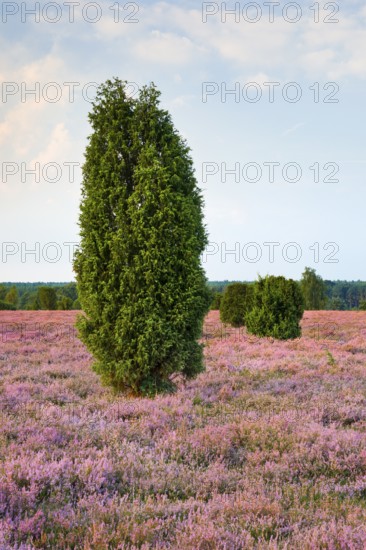Juniper trees in the blooming southern heath near Schmarbeck, Lower Saxony, Germany
