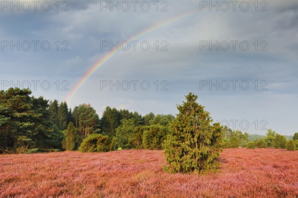 Rainbow over the juniper forest in the blooming southern heath near Schmarbeck, Lower Saxony, Germany